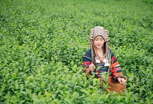 Organic Farming and Herbal Cultivation