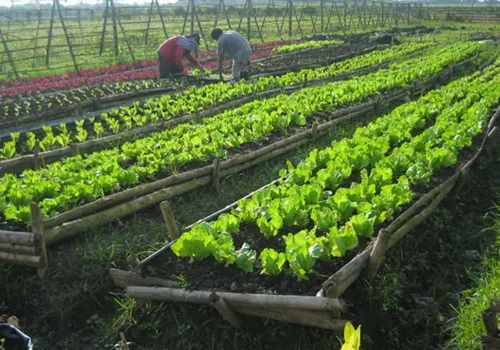 Innovative Agriculture Business