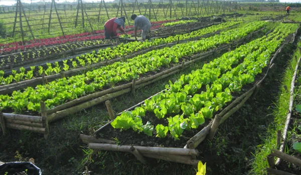 Innovative Agriculture Business