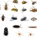 Pest Problems in Homes and Permanent Solutions: Complete Guide for Indian Households