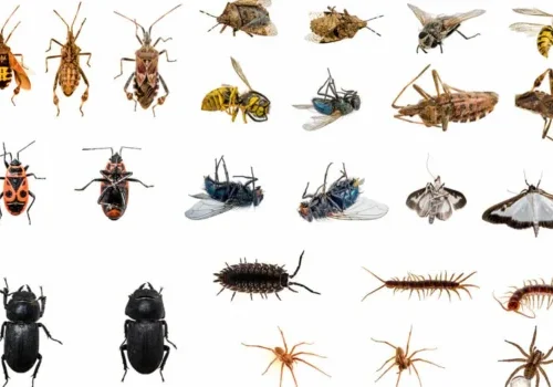 Pest Problems