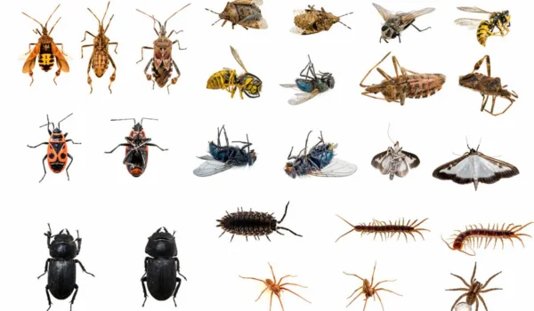 Pest Problems